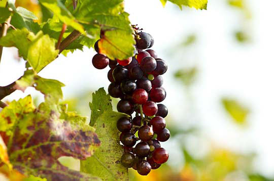 cc攻击免费网页版